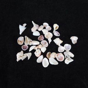 Lot of 40 Mixed Seashells Ocean Beach Decor Aquarium Crafting Pink Brown White